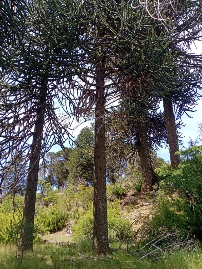Entorno fotografiado del predio de 13,73 ha en Ránquil, Lonquimay