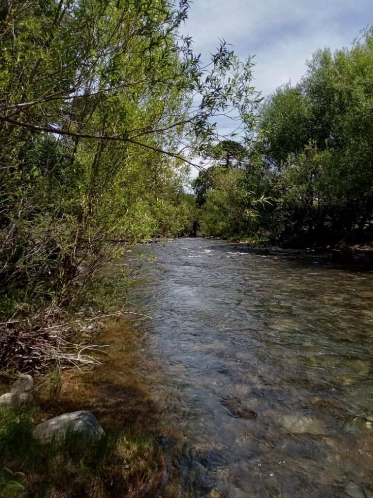 Paisaje del predio en Ránquil, Lonquimay