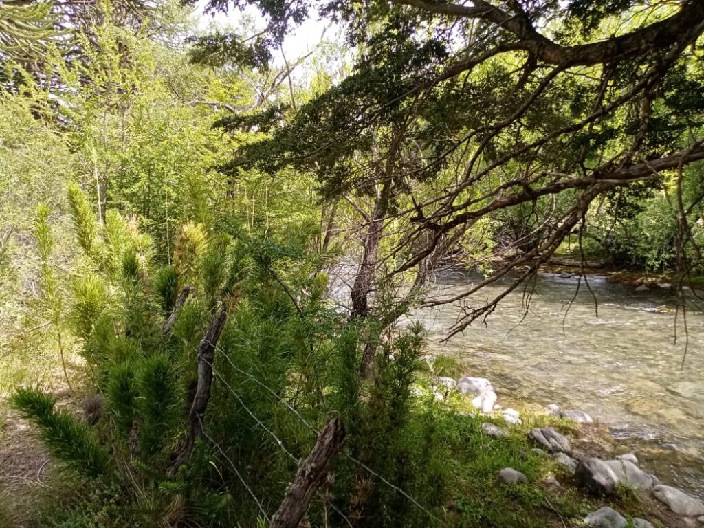 Vista amplia del macrolote agrícola en Ránquil, Lonquimay